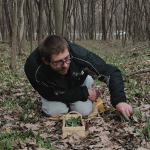 Ein Klient sammelt Bärlauch im Wald
